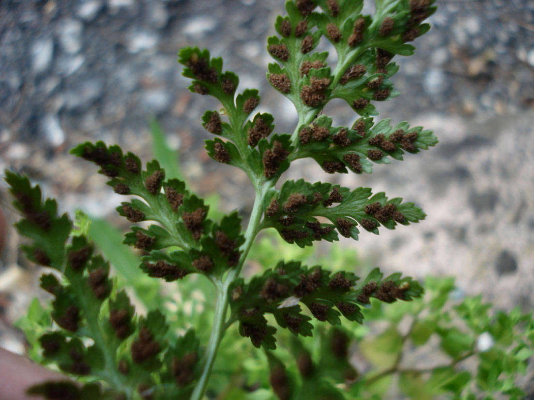 Asplenium onopteris / Asplenio maggiore